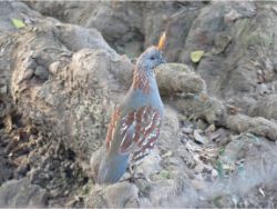 Elegant Quail